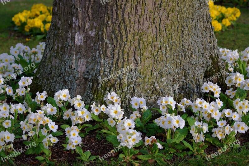 Tree Flowers Nature Spring Plant