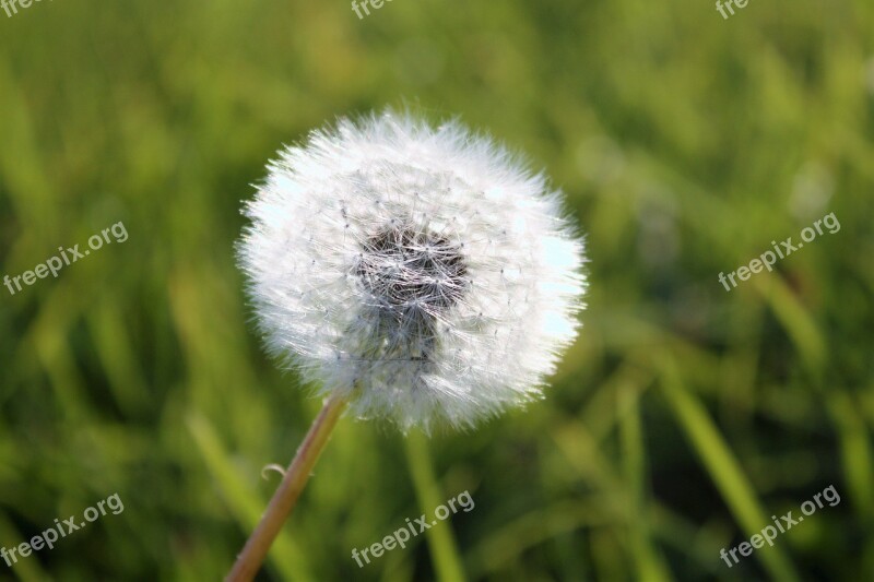 Dandelion Grass Supervisors Meadow Green