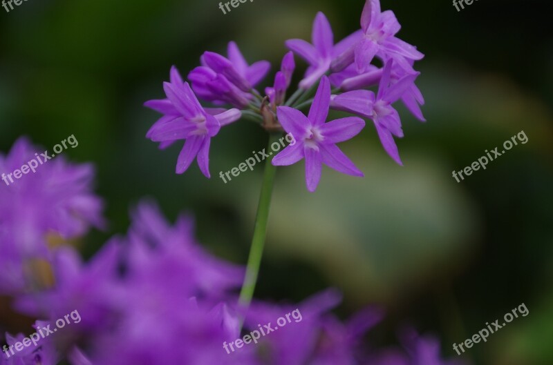 Spring Equinox Flowers And Plants Material Free Photos