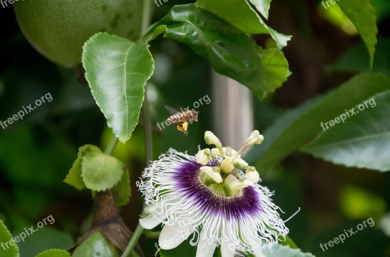 Spring Equinox Flowers And Plants Bee Quentin Chong Free Photos