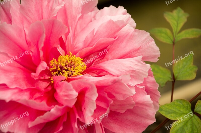 Spring Equinox Flowers And Plants Peony Free Photos