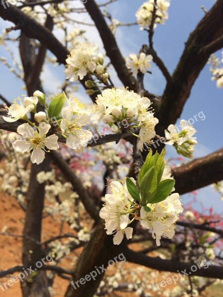 Pear Tree Pear Spring Free Photos