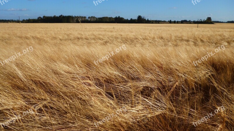 Wheat Field Windy Field Horizon Agriculture Summer