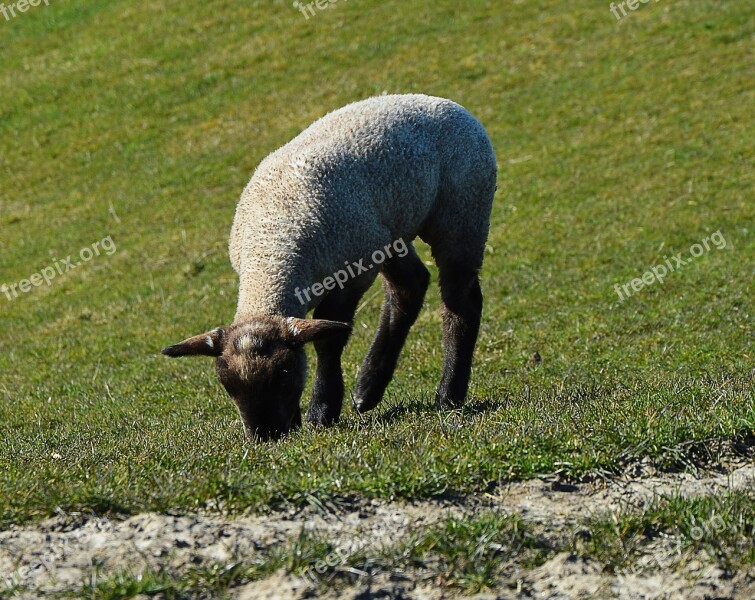 Passover Pasture Grass Agriculture Free Photos