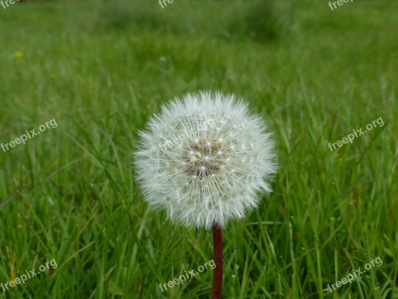 Dandelion Single Meadow Grass Fluffy