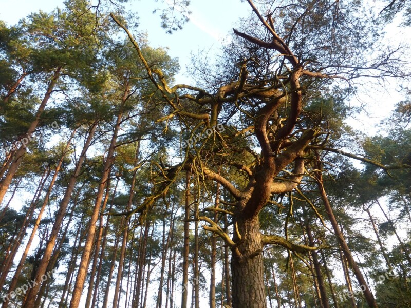 High Trees Tall Trees Forest Free Photos