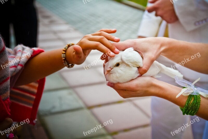 Dove The World For The Couple Free Photos