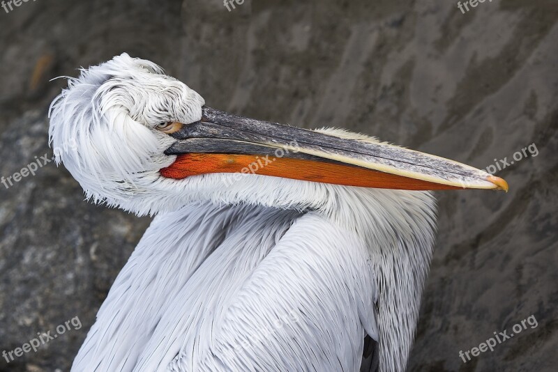 Pelikan Bird Bill Dalmatian Pelican Free Photos