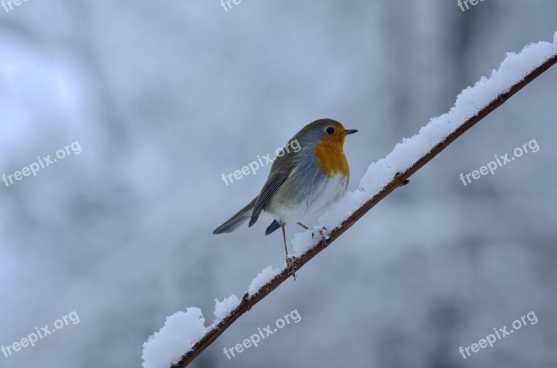 Rotbrüstchen Bird Winter Snow Cold