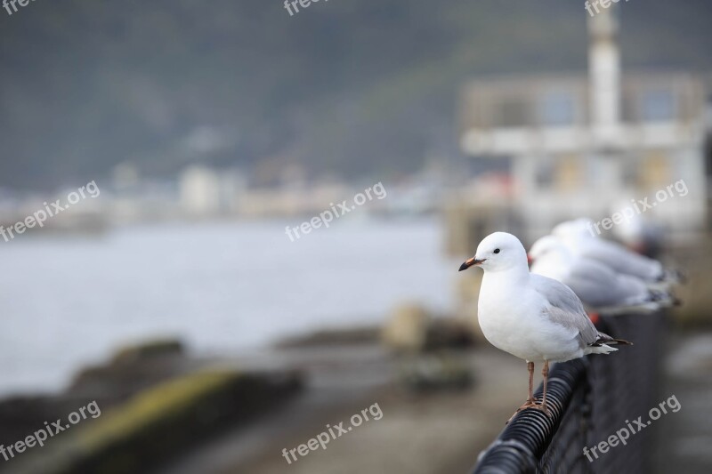 Seagull Seabirds Rest Greymouth Leisure