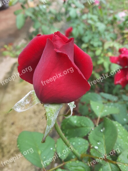 Rose Rose Buds Red Rose Flowers A Rose