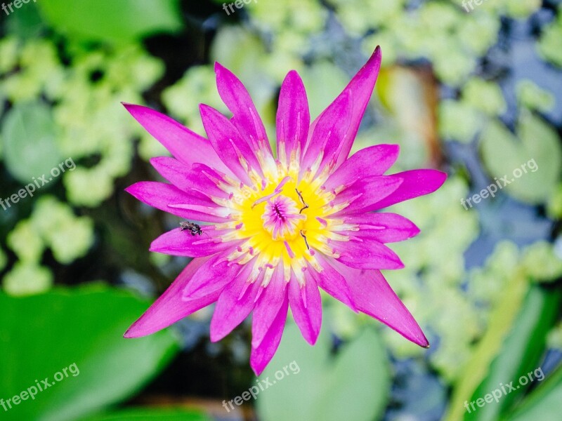 Lotus Nature Lotus Leaf Flowers Water Plants