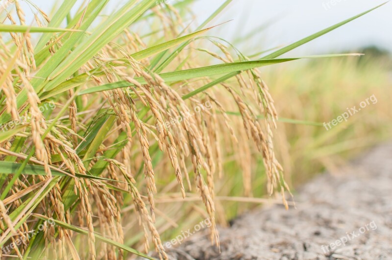 Rice Farming Farmer Thailand Farmland