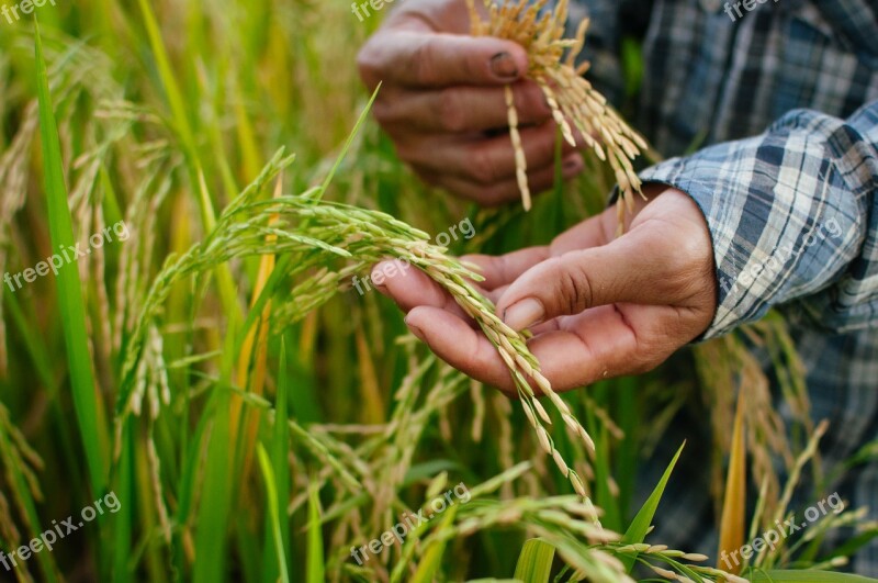 Rice Nature Food Plant Thailand