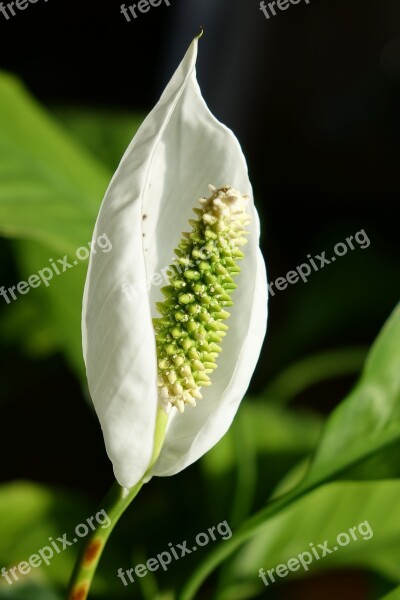 Plant Blossom Bloom Plank Spathiphyllum