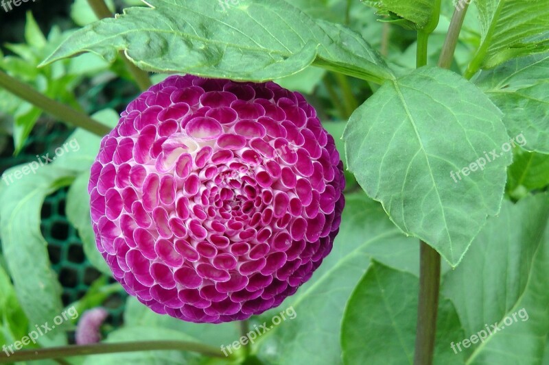 Dahlia Ball Flower Bloom Blossom Floral