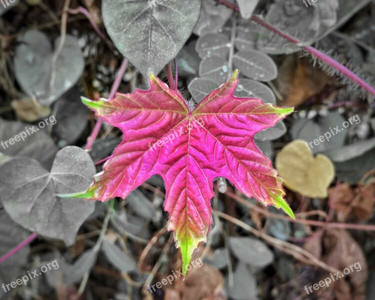 Autumn Leaves Autumn Nature Garden Flowers