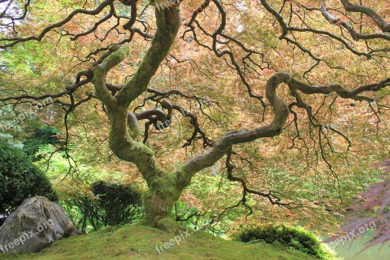 Tree Japanese Garden Plant Portland Free Photos