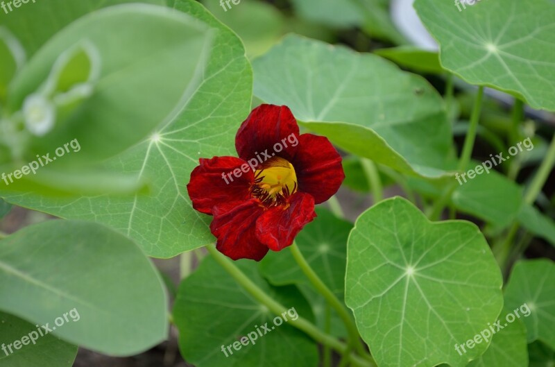 Nasturtium Red Flower Greens Plant Bright