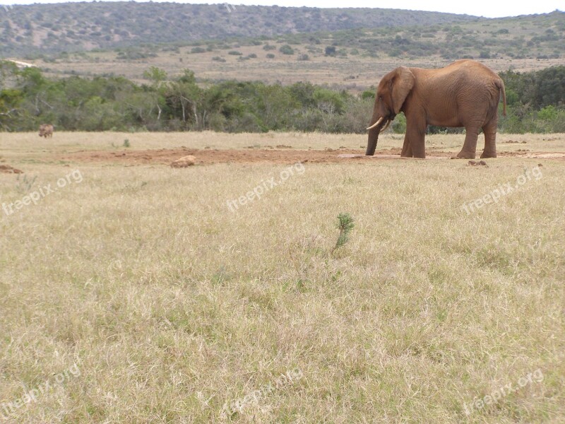 Elephant Drinking Safari Watering Hole South Africa