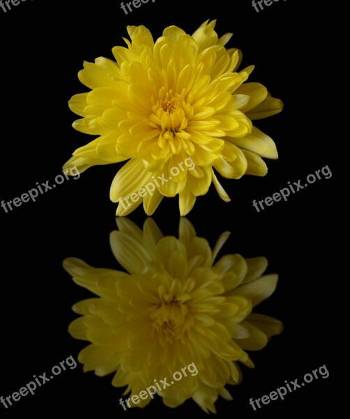 Chrysanthemum Yellow Mirror Reflection Flower