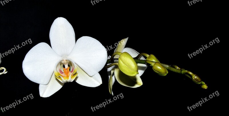 Orchid White Blossom Bloom Bud