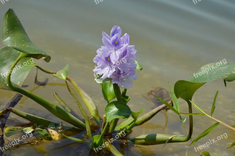 Water Hyacinth Flora Flower Flowers Free Photos