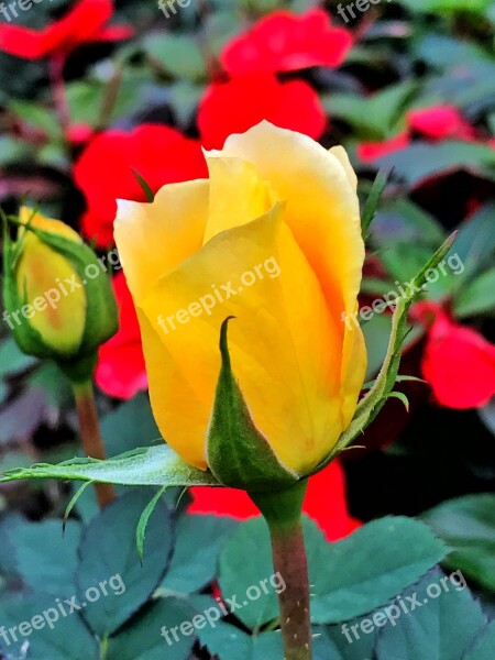 Flower Rose Yellow Natural Beauty