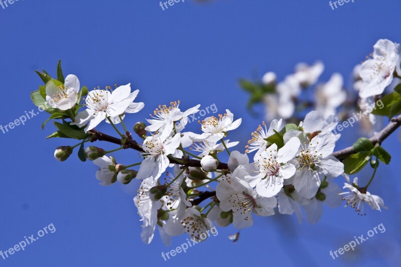 Plum Flower Spring Nature Free Photos