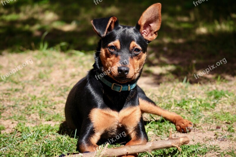 Dog Fidelity Animals Friendship Ears