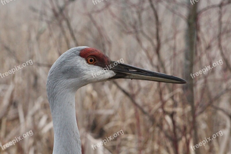 Sandhill Crane Cranes Crane Wildlife Nature