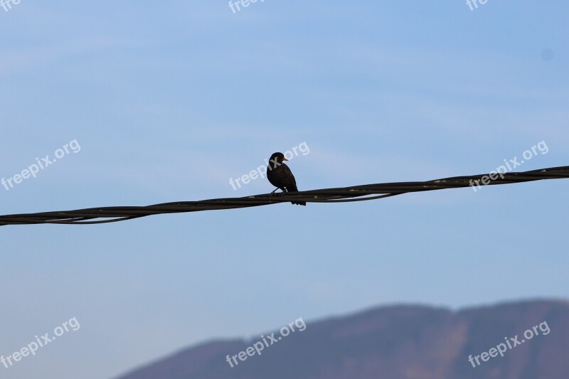 Common Blackbird Bird On A Wire Blackbird Free Photos