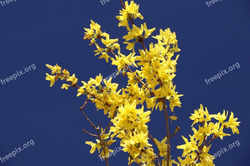 Forsythia Blossom Bloom Yellow Spring