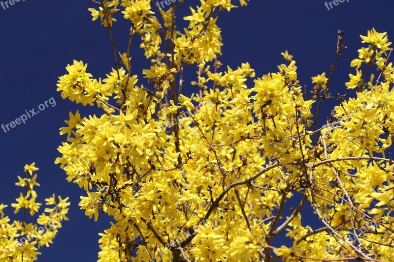 Forsythia Blossom Bloom Yellow Spring