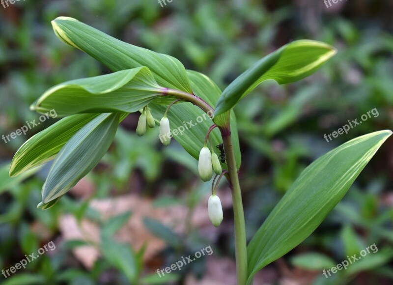 Solomon Seal Buds Flower Blossom Bloom