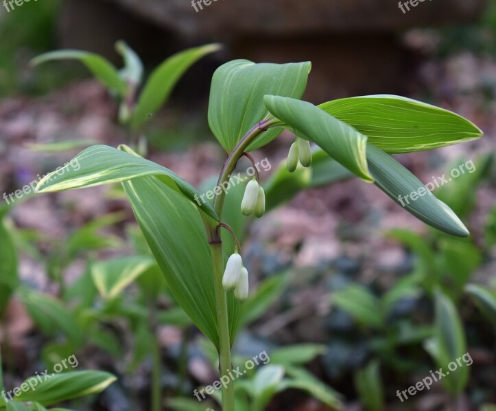 Solomon Seal Buds Flower Blossom Bloom