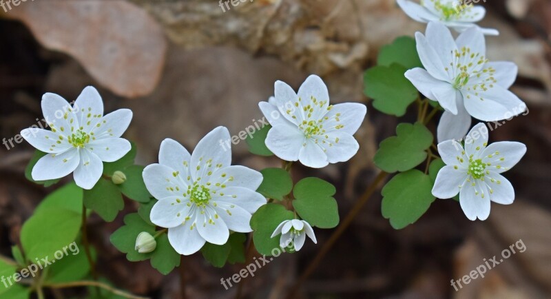 Rue Anemone Grouping Wildflower Flower Blossom