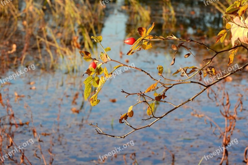 Hip Dog Rose Bush Autumnal Twig