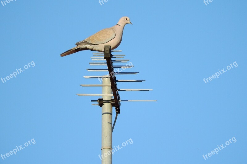 Pigeon Streptopelia Decaocto Dove Dove On The Antenna Free Photos