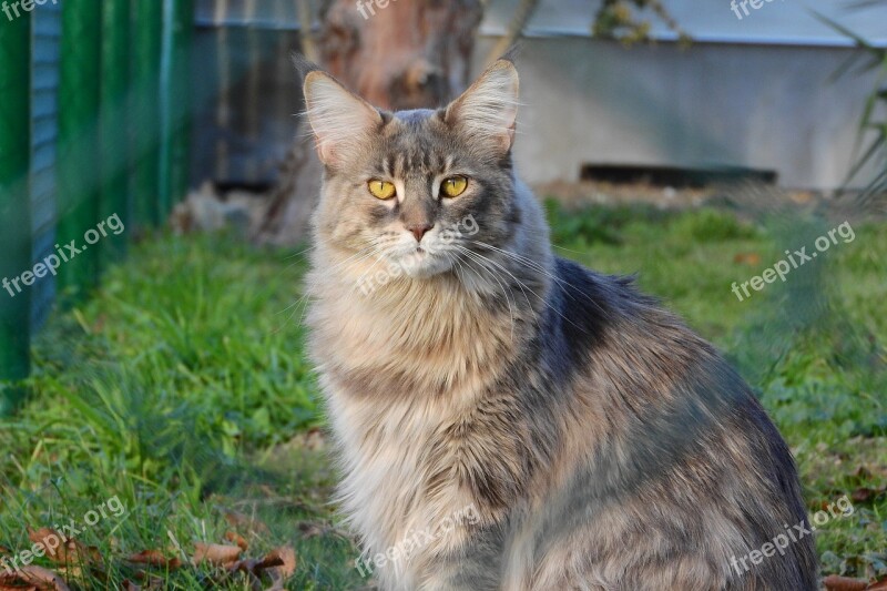 Maine Coon Cat Cat Yellow Eyes Big Cat They