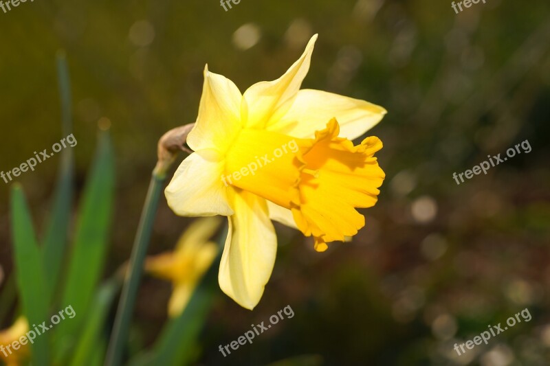 Narcissus Daffodil Yellow Blossom Bloom