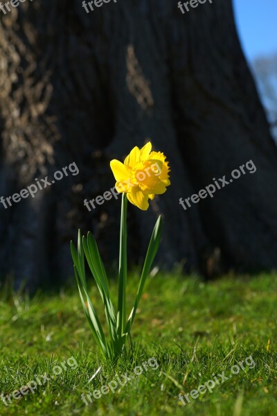 Narcissus Daffodil Yellow Blossom Bloom