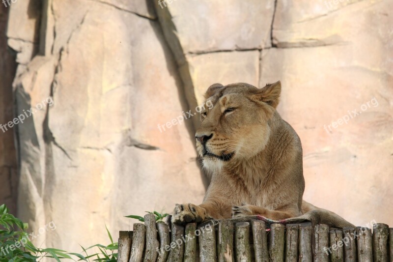 Lion Zoo London Africa Animal World