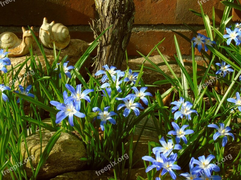 Star Hyacinth Hyacinth Blue Spring Flower Spring