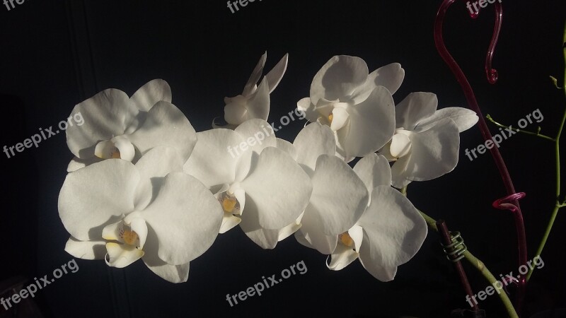 Flowers Orchids Exotic Phanelopsis Free Photos