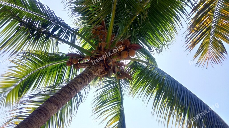 Palm Tree Cocos Palma Free Photos