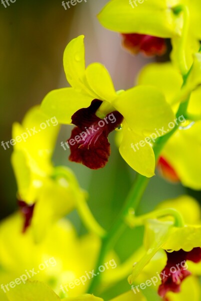 Flower Chrysanthemum Asia Natural Yellow