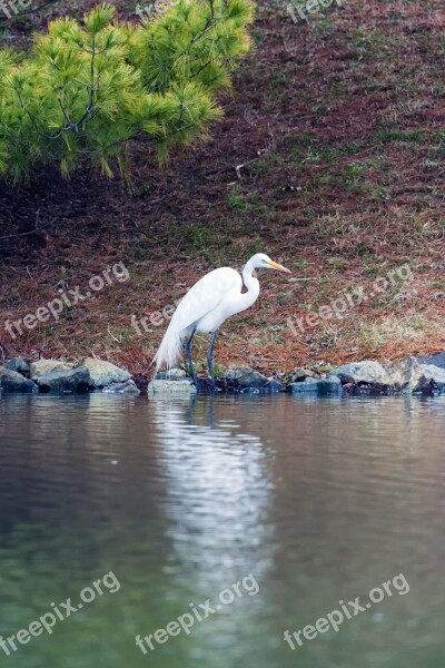 Egret Great Egret White Great Bird