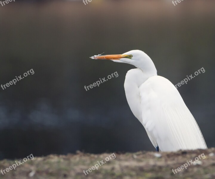 Egret Great Egret White Great Bird