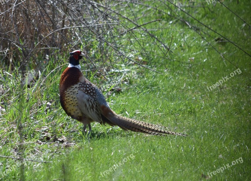 Pheasant Ring-necked Feathers Tail Bird